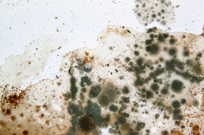 Prevent Mold and Mildew Growth!